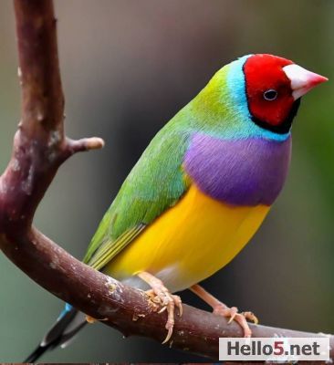 Look how beautiful it is!
Did you know that male Gould's Diamond Finches have brighter colors than females? Beautiful thing in nature! #Bird  #Birds #pasari # pasare