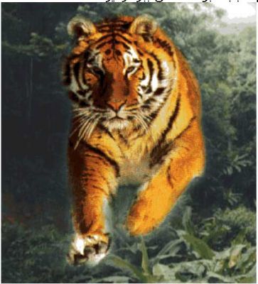 What advantages does the tiger have compared to the lion?
Tigers are known as the largest cats in the world, which have their own unique characteristics. Features that are generally better and superior than lions. On average, a Siberian tiger weighs about 600 to 650, while an African lion, which is the largest species among lions, weighs about 500 to 550.

According to the research conducted, the body length of tigers is longer than that of lions, and this means more muscle strength compared to lions. Based on the research conducted on the physiological structure of tigers, they are smarter than lions and that they have swimming skills and can easily swim in water.

Tigers have superior bite power compared to lions, so they can kill their prey much faster. Finally, during the tiger and lion battle, tigers have more skill and agility, and this speed of action allows them to win and excel.