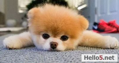 My cute pomeranian dog!  #dog #puppy #cute #pomeranian