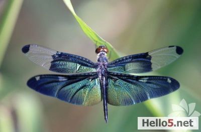 Dragonflies have a lifespan of approximately 24 hours.
Yusufçukların Ömürleri sadece 24 saatir!