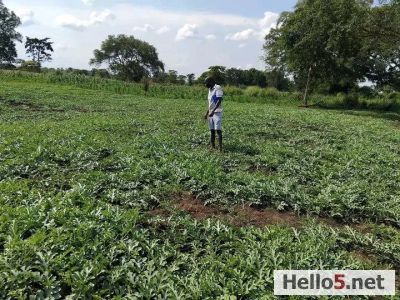 Working at my watermellon plantation